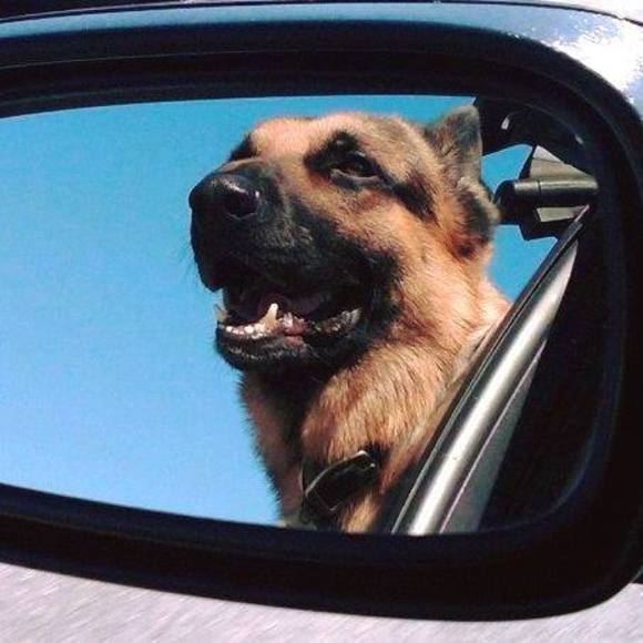 Meet your Posher, Mike - Picture 1 of 1